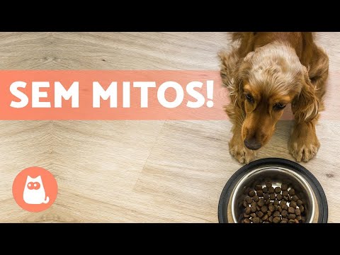 Vídeo: Alimentando um Coelho: Sua Dieta Omnívora e Necessidades Nutricionais