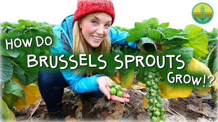 How Do Brussels Sprouts Grow? | Maddie Moate