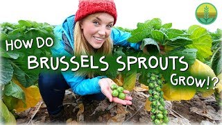 How Do Brussels Sprouts Grow | Maddie Moate