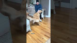 spend a realistic week in the life with my golden while visiting cape cod🤩 #vlog  #minivlog #golden