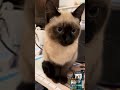The kitten sighs🐈 #cat #catshorts #cute #funny #usa