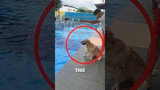 The Dog Came To The Swimming Pool For The First Time