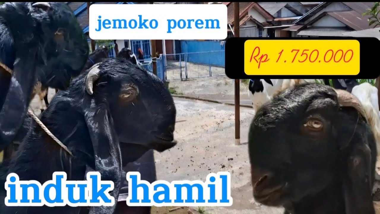 Ready indukan & jemoko kambing pE ras kaligesing.