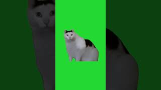 Huh Cat Green Screen | Green Screen Meme