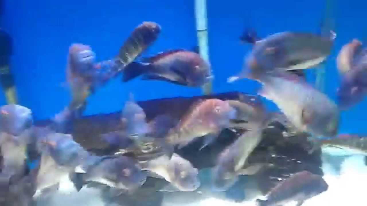 official secrets Tropheus Moorii Chaitika Colony (Blue Rainbow
