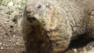Groundhog  Wild woodchuck digging  whistle pig part 16 #wildlife #wildanimals #groundhog