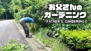 【ルンルンの裏庭】お父さんのガーデニング：生け垣の剪定のつづき
