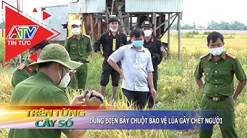 Dùng điện bẩy chuột bảo vệ lúa gây chết người ATV Tin tức