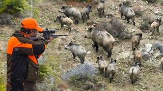 Hunting Mive Wild Boar Herds Nonstop Action