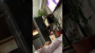 My Cat Watching TV