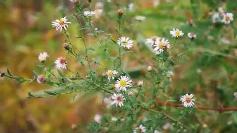 An Autumn Day in Park - 4K - GH5 Cine V footage