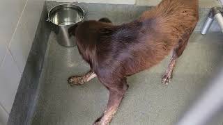 acs A687197