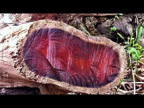 15 Woods Worth More Than Gold (Some 6x More Valuable)