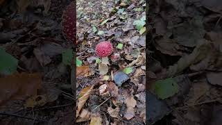 Карпати лікують без таблеток 🌲🍄 #mushroom #червониймухомор #тихеполювання