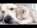 Tiny Kitten Loves to Sleep with Adorable Golden Retriever