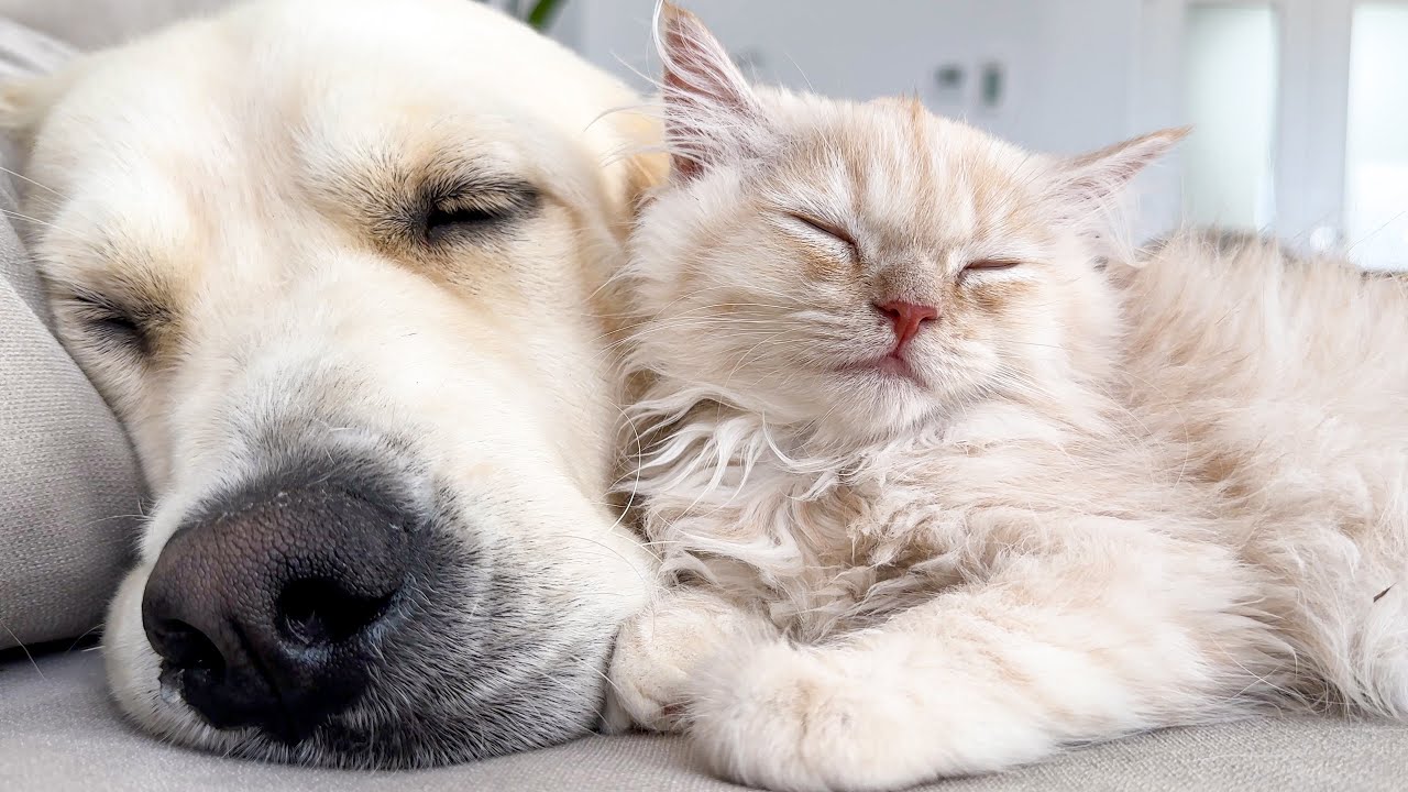 Tiny Kitten Loves to Sleep with Adorable Golden Retriever