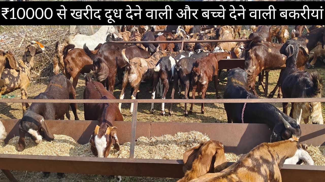 (9680010406)@10000 रुपये से ख़रीदे दूध देने वाली बकरी सभी भारत मे ...