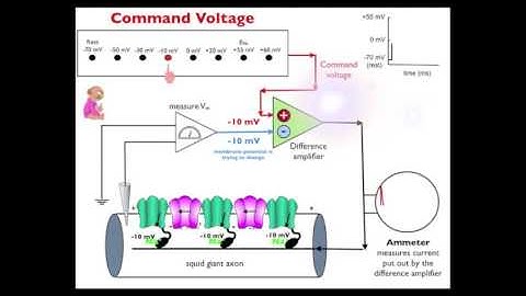 Movie 11 Voltage Clamp 2 measuring currents
