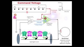 Movie 11 Voltage Clamp 2 measuring currents