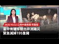 非洲豬災
