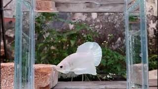 Cupang Plakat Platinum (cupang platinum) Betafish