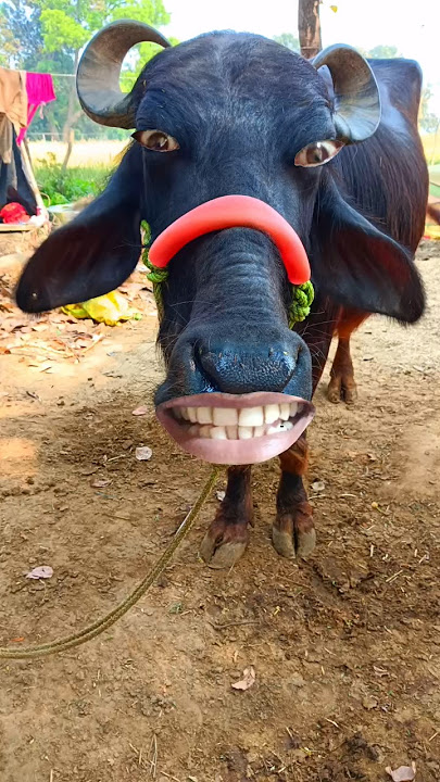 Hamba Hamba funny cow🐂🐄🐃😂🤣 #cow
