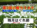 残月はぐれ節   水沢明美曲  田村三千子