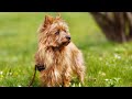 Australian Terrier - small dog breed の動画、YouTube動画。