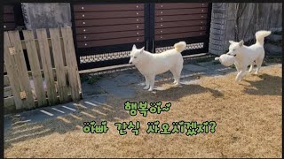 간식 사러 간 아빠 기다리는 백구들 #진돗개 #반려견 #행복이 #기쁨이 #기다림 #전원주택