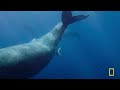 New Life Under the Sea (Full Episode) | Incredible Animal Journeys | Nat Geo Animals