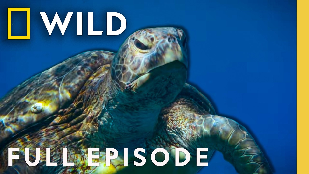 Underwater Adventures: Incredible Animal Journeys (Full Episode) | Nat Geo Animals – Documentary