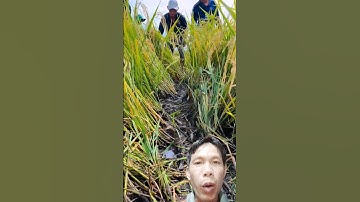 Cắt lúa bắt Chuột 🐭 nhiều lắm #shortvideo #xuhuongyoutube #funny