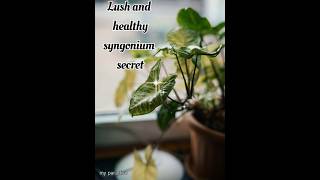 watch: effortlessly syngonium plant ☘️ grow from cuttings#white syngonium#Arrow head plant#short