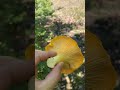 Гриб Лисичка - кладезь витамина С. Грибы России. Cantharellus cibarius. Funghi. Gallinacci. 🍄 🌿