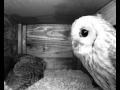 Tawny Owl Warbling and Courting