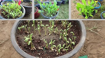 Growing Spinach in pots | Seeds to Harvest video