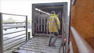 Shapinsay Cattle Shipping With B+F Kemp Haulage