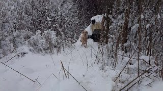 -20°C, Он Был Брошен Один В Лесу, Умирающий От Голода, Страха И Замерзшего В Ожидании Помощи!