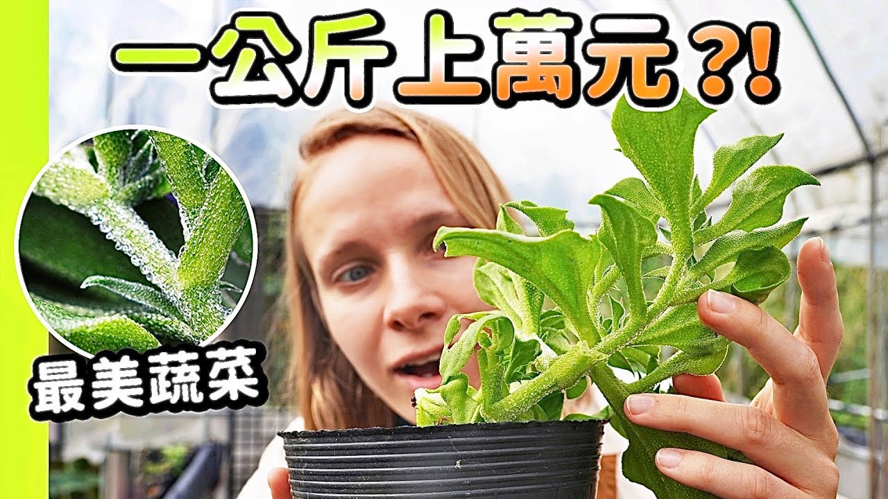 非洲的觀賞花台灣人卻吃它？！海水灌溉1公斤要破萬！自帶冰晶太熱就會死？營養驚人的現代天山雪蓮| 水晶冰菜