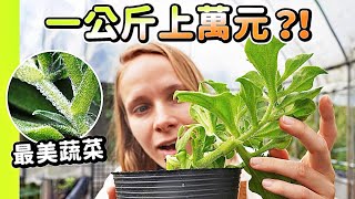 [ENG SUB] This Plant Helps To Boost Brain Activity? Meet The Ice Plant
