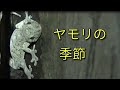 ヤモリの季節がやってきました Japanese geckos come to appear