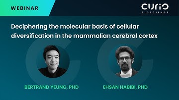 Deciphering the molecular basis of cellular diversification in the mammalian cerebral cortex