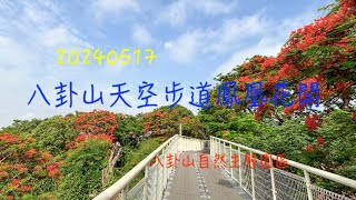 萬ㄟeye台灣20240517八卦山天空步道鳳凰花開/八卦山自然生態園區   4K