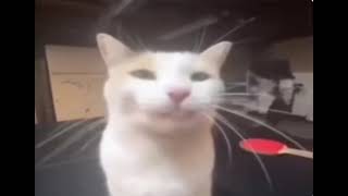 bleh cat 🙀🙀🙀