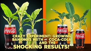 Crazy Experiment: Growing Bananas with Coca-Cola and the Shocking Results!