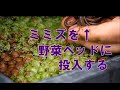 ミミズを野菜ベッドに投入する様子【アクアポニックス】/ koi fish japan