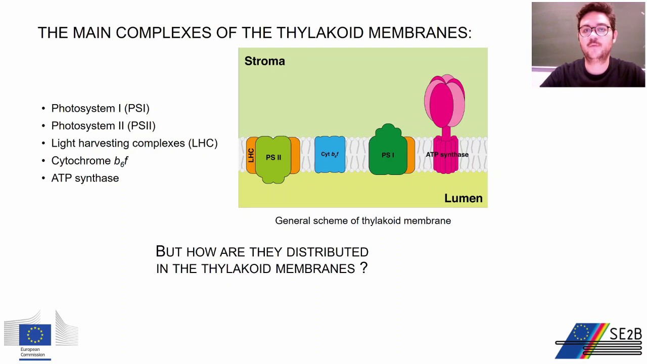 Organization and dynamics of photosynthetic complexes across the ...
