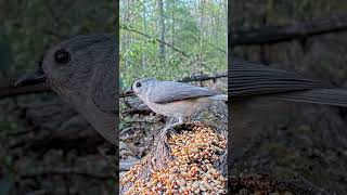 LogCam Shorts: Tufted titmouse crackin seeds and takin names