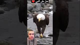 السبب الوحيد في ضياع هيبة النسر !😳 #shorts