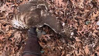 ICE STORM Coming, One More Hunt | Ruby back On The Board! Falconry With A Red-tailed Hawk